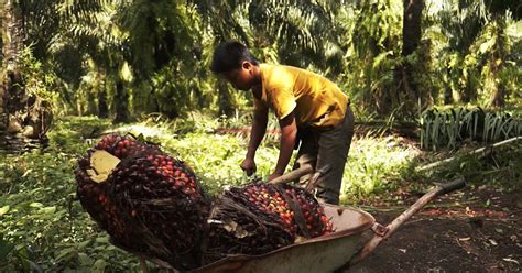 Tell corporate giants to stop child labour .